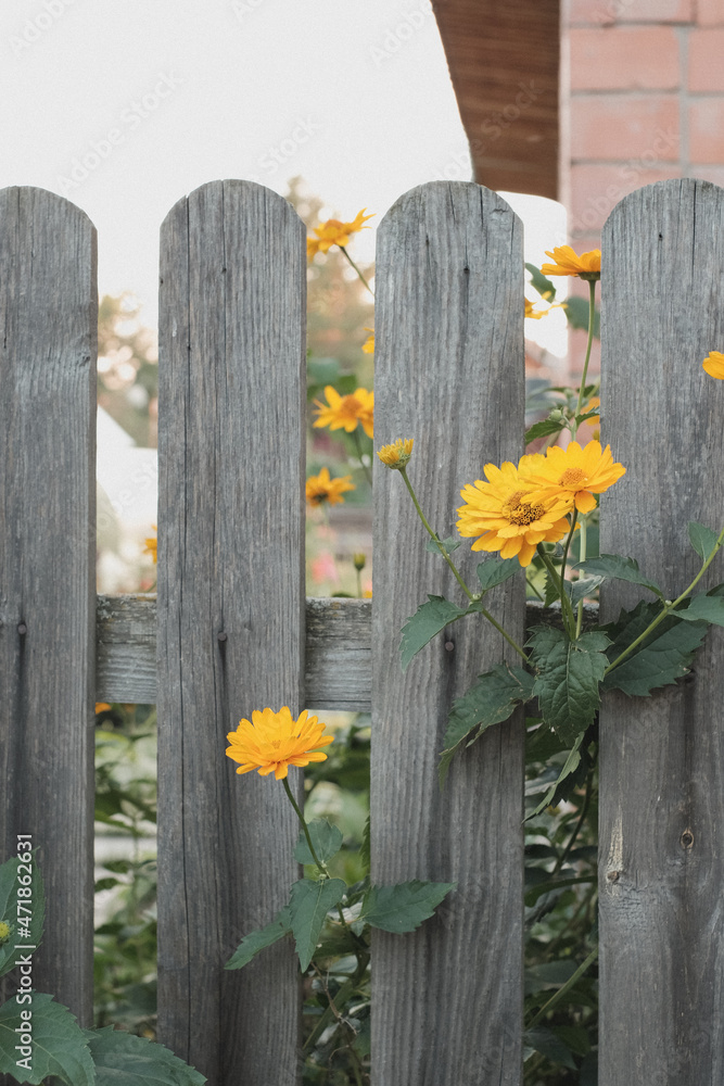Fototapeta premium yellow flowers