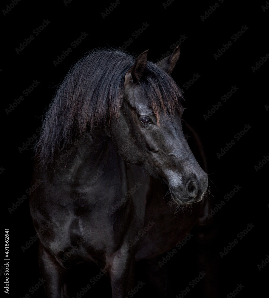 Portrait of black elegance horse isolated on black background. Arabian horse head closeup looking forward on dark background.