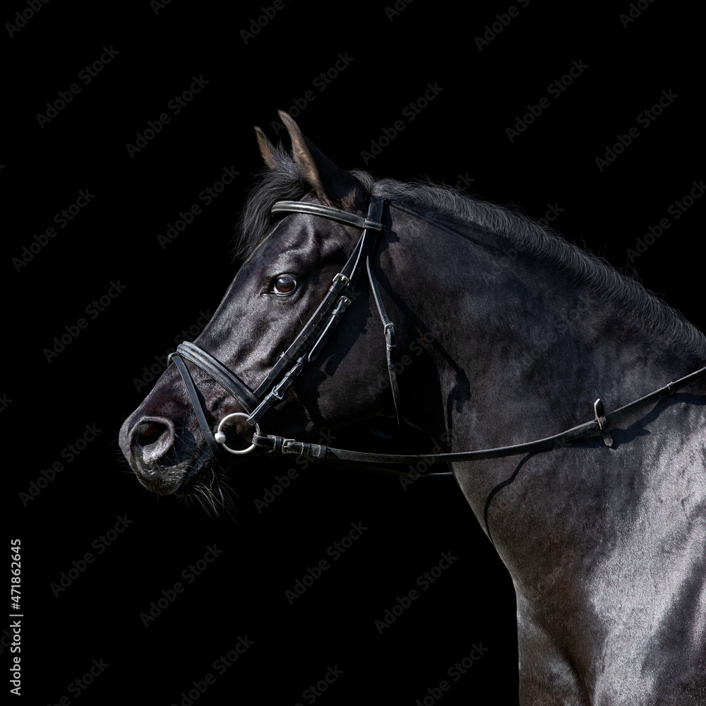 Obraz premium Portrait of black sport horse standing on black background. Arabian stallion head in bridle closeup isolated on black.