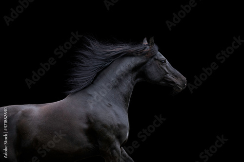 Black elegance horse isolated on black background. Arabian horse portrait closeup galloping on dark background.