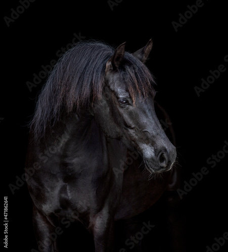 Fototapeta Naklejka Na Ścianę i Meble -  Portrait of black elegance horse isolated on black background. Arabian horse head closeup looking forward on dark background.