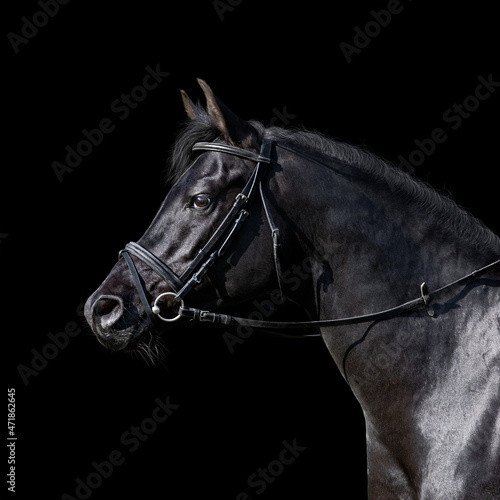 Portrait of black sport horse standing on black background. Arabian stallion head in bridle closeup isolated on black.