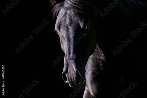 Portrait of black horse looking forward on black background. Arabian stallion head closeup isolated on black.