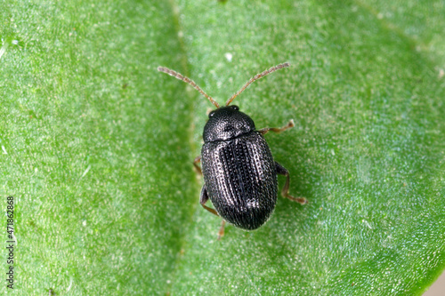 Potato flea beetle (genus Epitrix) - insect on a potato leaf. High magnification. photo