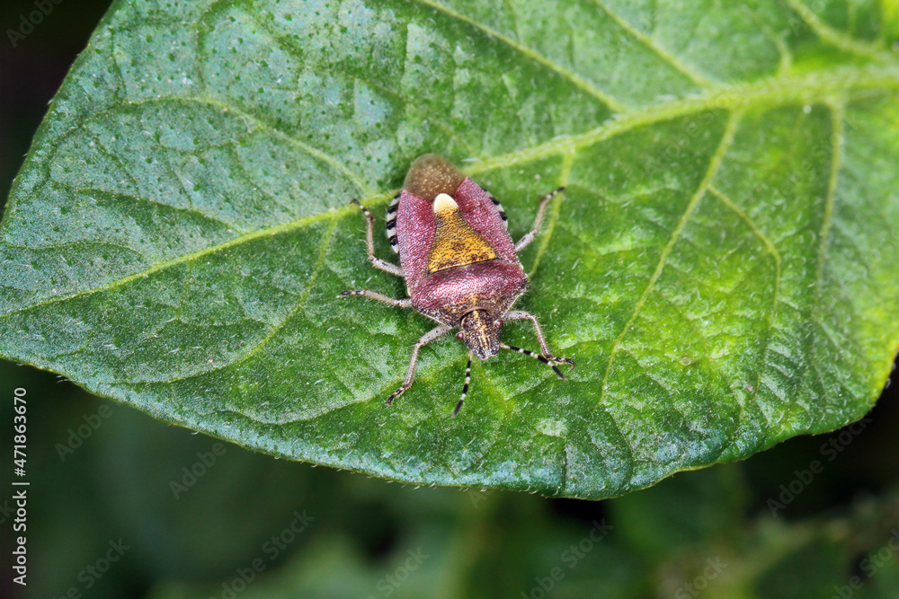 Dolycoris baccarum, the sloe bug, is a species of shield bug in the family Pentatomidae. Insect on potato leaf. Dolycoris baccarum, the sloe bug, is a species of shield bug in the family Pentatomidae. Insect on potato leaf.