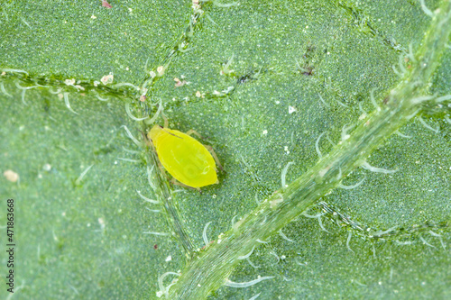 Tiny aphids on the lower side of the potato plant leaf blades.