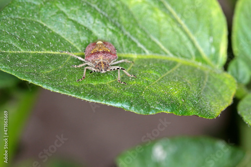 Dolycoris baccarum, the sloe bug, is a species of shield bug in the family Pentatomidae. Insect on potato leaf.