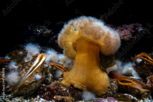 Photos Clonal plumose anemone or Metridium senile