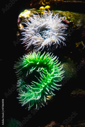 Green and white sea anemones