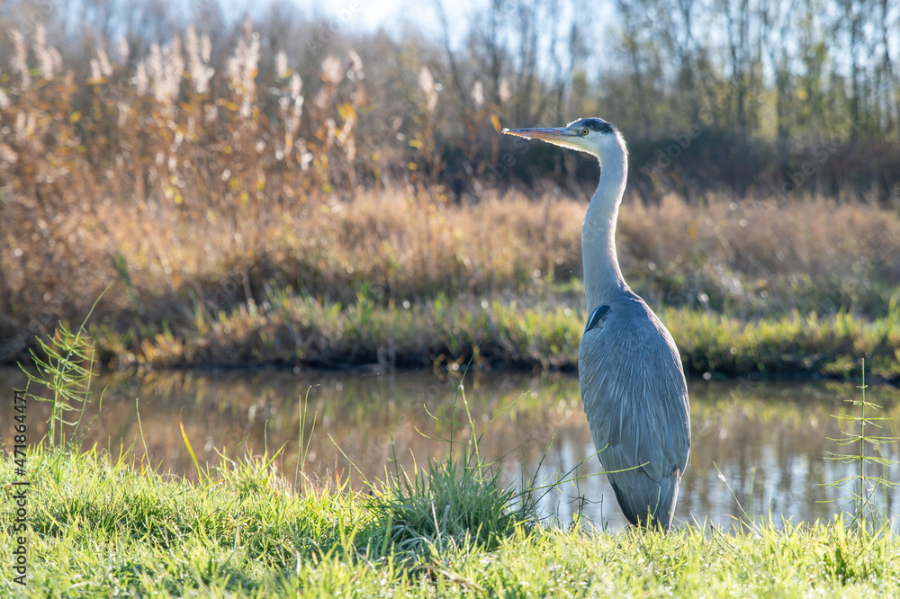 Fototapeta premium Great blue heron standing upright at the water's edge.