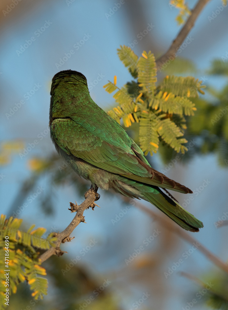 Blue-cheeked bee-eater facing its back, perched on acacia tree Blue-cheeked bee-eater facing its back, perched on acacia tree