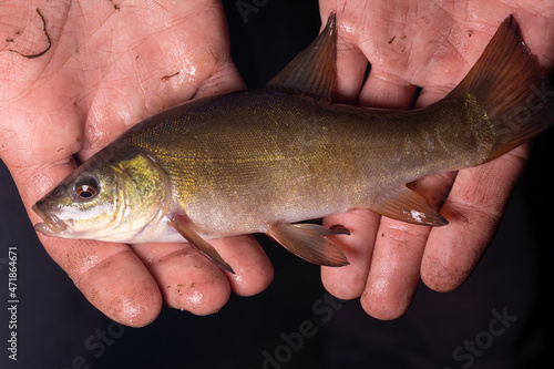Fototapeta Naklejka Na Ścianę i Meble -  Small fish Tinca tinca with red eyes, on the hands. Close-up.