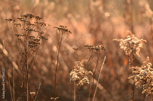 Dried flowers of tansy on autumn wild meadow with goldenrod, beautiful autumn background.