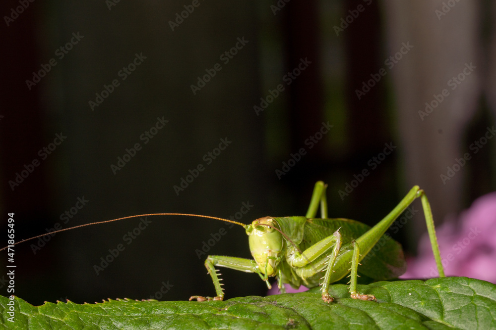 A large, green locust sits on a leaf. Macro A large, green locust sits on a leaf. Macro