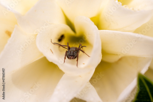 The ant hid in the petals of a white flower. Macro.