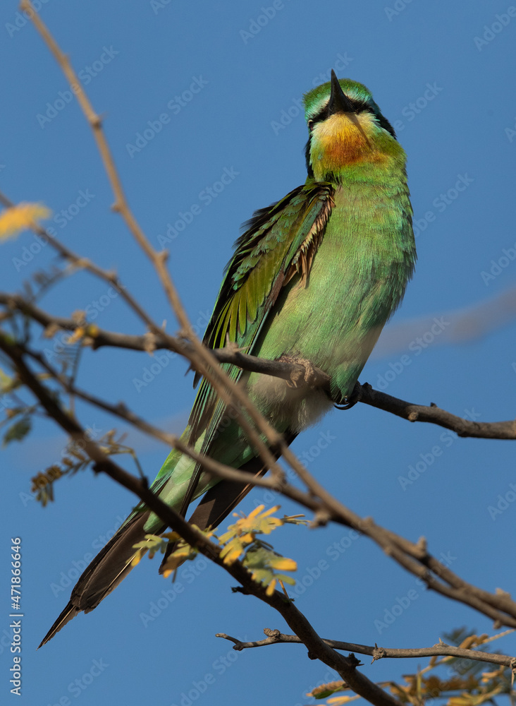 Blue-cheeked bee-eater perched on acacia tree, bahrain Blue-cheeked bee-eater perched on acacia tree, bahrain