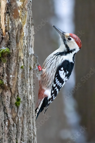 White-backed Woodpecker photo