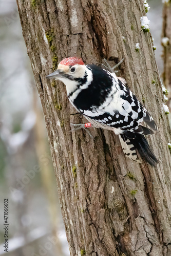 White-backed Woodpecker photo