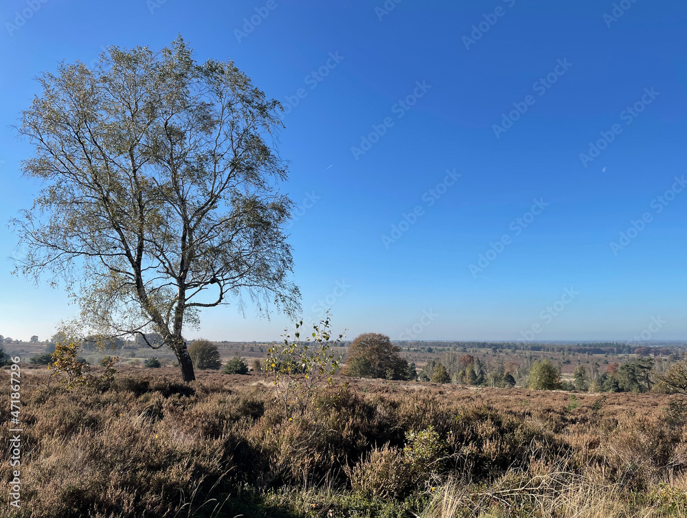 Obraz premium Autumn scenery at the Sallandse Heuvelrug National Park