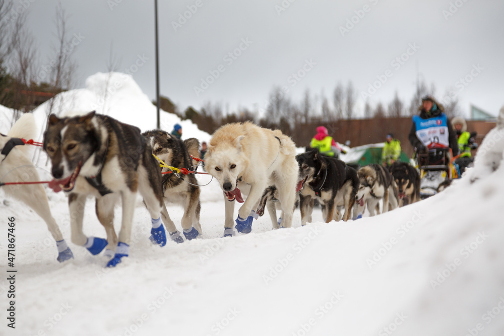 Sled dog team running in the snow Sled dog team running in the snow