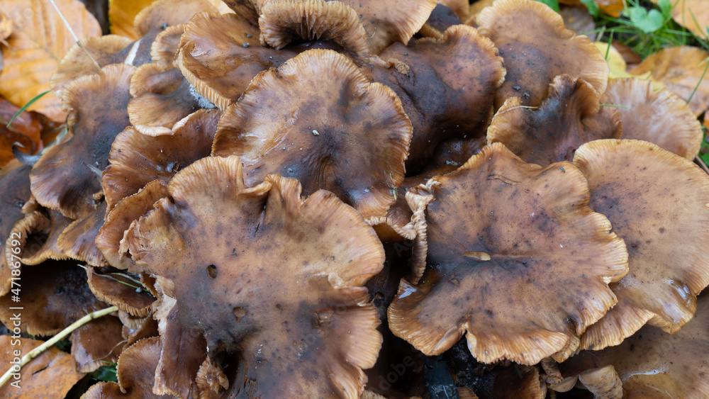 Group of brown mushrooms in autumn Group of brown mushrooms in autumn