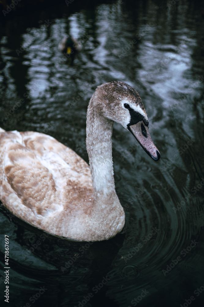 Obraz premium swan on the lake