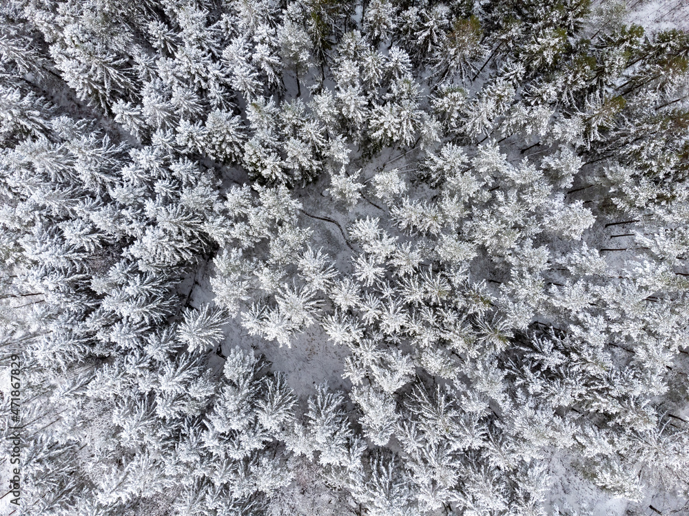Fototapeta premium Drone photography of coniferous forest in winter season in Sweden. Aerial view of trees covered with snow.