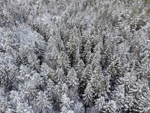 Drone photography of coniferous forest in winter season in Sweden. Aerial view of trees covered with snow. © Anna
