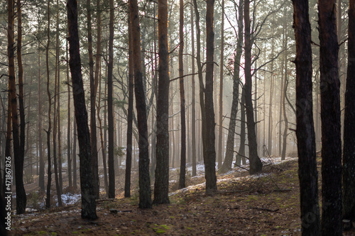 Jesienny zamglony las, przymrozek w lesie, klimatyczne