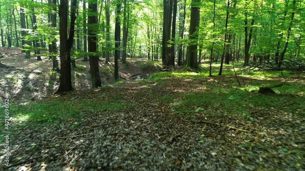 Panoramic view of forest. Amazing drone shot of green and wild woodland. Aerial view of vibrant green forest and trees in summer. Drone flying between trees in the forest. Smooth walk in forest. Panoramic view of forest. Amazing drone shot of green and wild woodland. Aerial view of vibrant green forest and trees in summer. Drone flying between trees in the forest. Smooth walk in forest.