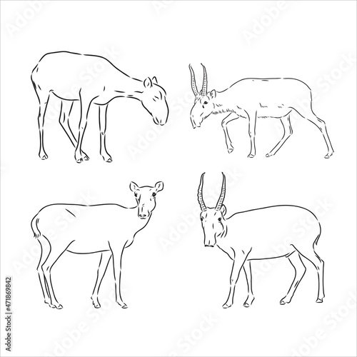 Hand drawn sketch style saiga antelope isolated on white background. Vector illustration.