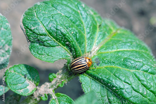 Colorado potato beetle (Leptinotarsa decemlineata) eats potato leaves, close-up.