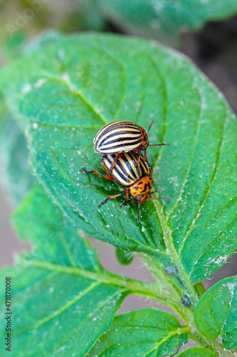 Colorado beetle copulate and eating green leaves of potato bush. Insects pests eats potato leaves. Potato bugs are mated close-up image.