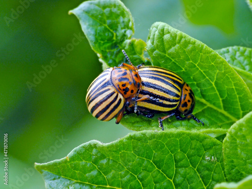 Colorado beetle copulate and eating green leaves of potato bush. Insects pests eats potato leaves. Potato bugs are mated close-up image.