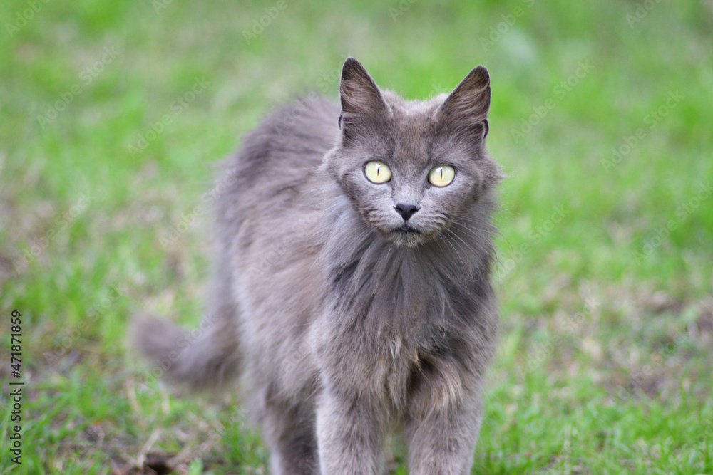 Fototapeta premium cat on grass