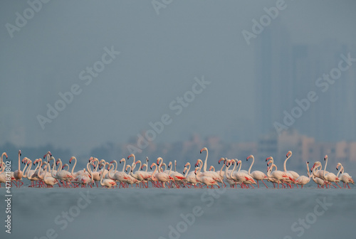 Greater Flamingos wading at Eker creek in the morning, Bahrain