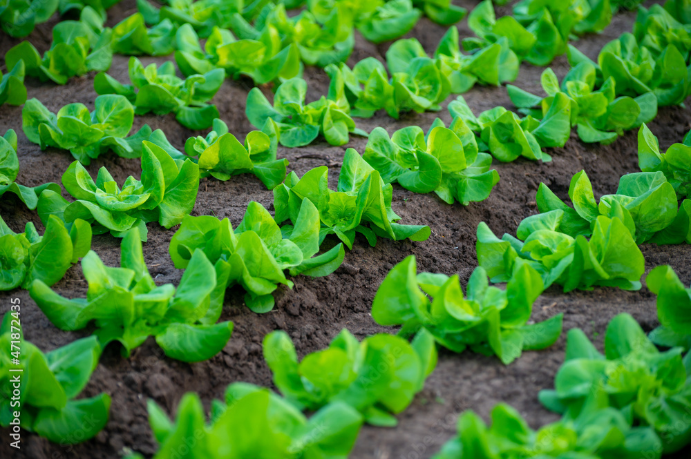 Italian greenhouse with rows of young organic green lettuce salad plants Italian greenhouse with rows of young organic green lettuce salad plants