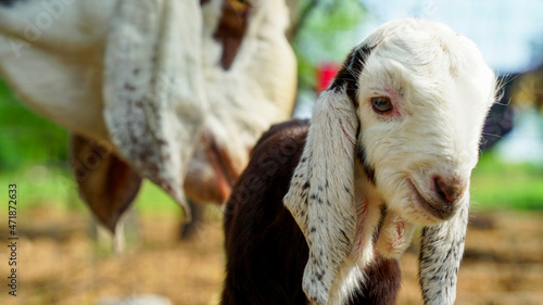 Fototapeta Naklejka Na Ścianę i Meble -  Newborn Indian Goat kid sitting in the green lawn. Cute white goat baby playing in the animal farm. Young domestic goatling standing in a barn.