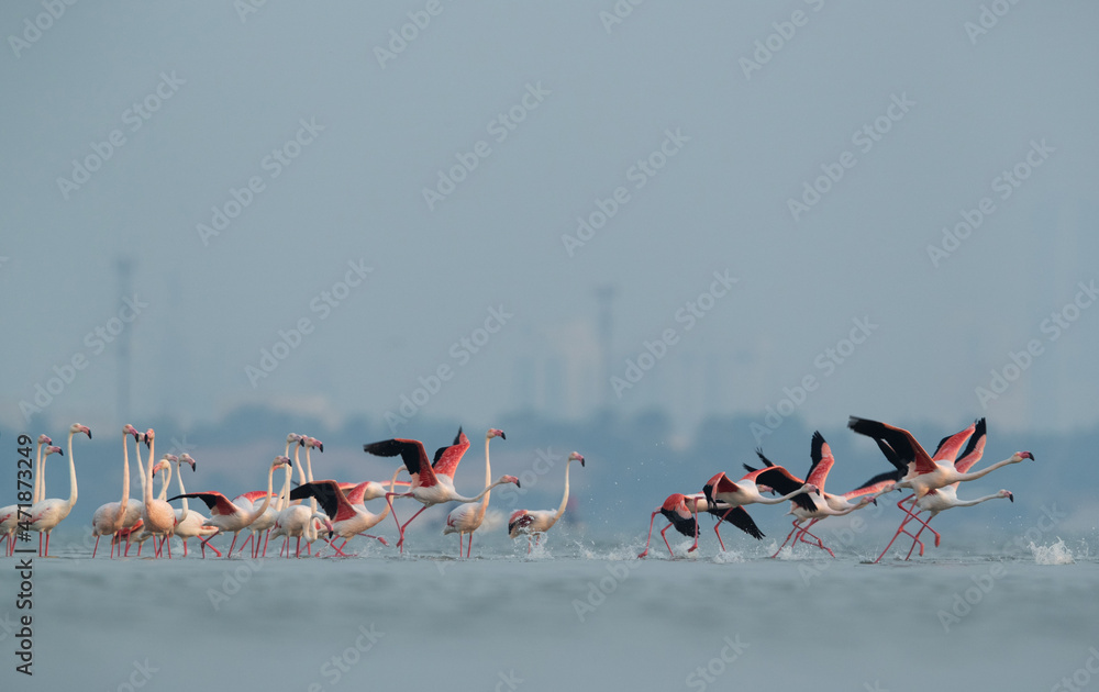 Naklejka premium Greater Flamingos takeoff at Eker creek, Bahrain