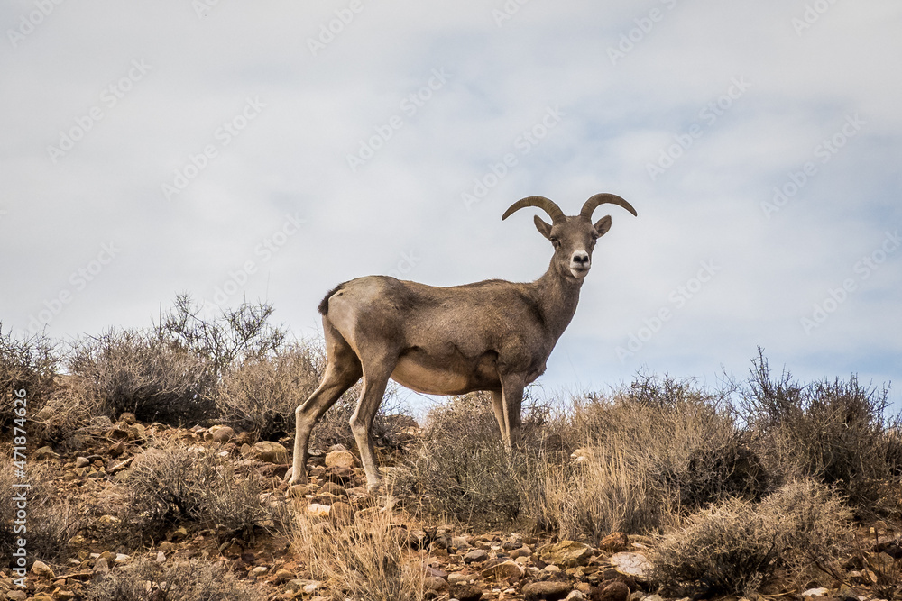 Mountain goat in Valley of Fire Park Mountain goat in Valley of Fire Park