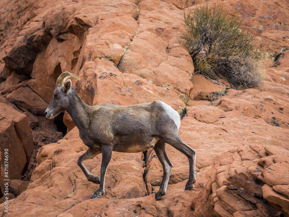 Mountain goat in Valley of Fire Park