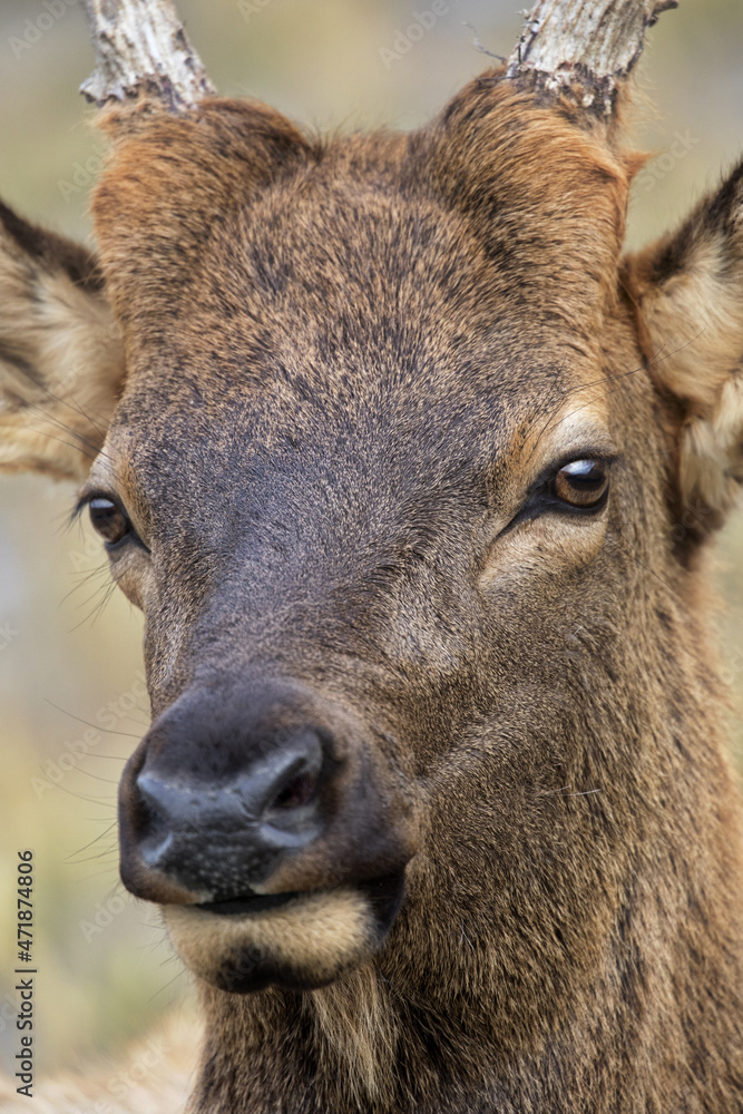 Eyes glow in details of close up face portrait of young male elk in Wyoming near Yellowstone National Park