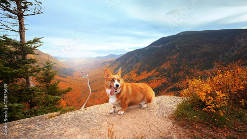 hiking dog in fall