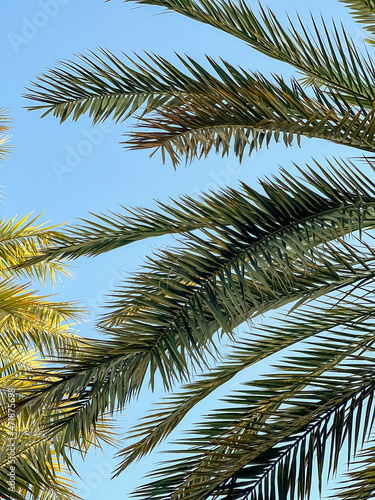 Date palm trees in the oasis in Al Ain  UAE
