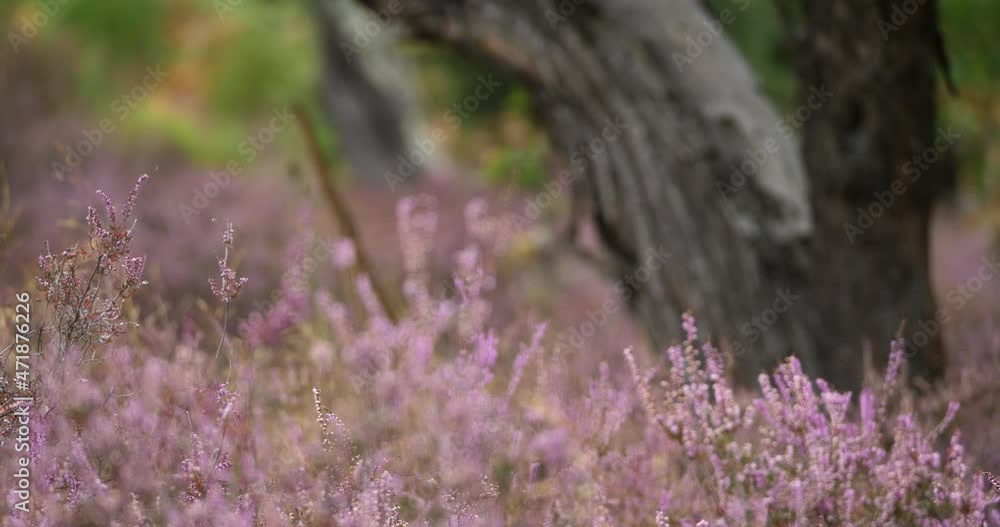 Heather flowers and chestnut trees. The Cevennes National park. Lozere department, France Heather flowers and chestnut trees. The Cevennes National park. Lozere department, France