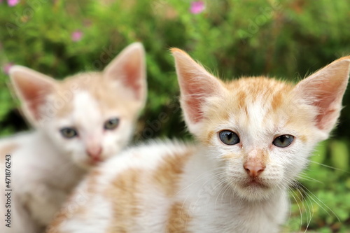 two kittens on grass