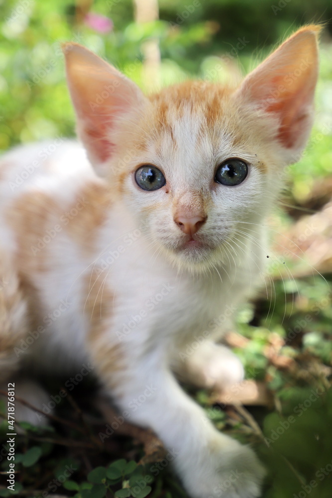 little kitten on the grass