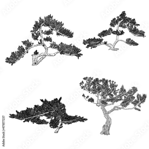 Set of Bonsai trees. Hand drawn black white plants illustration set on a white background, isolated. Tray planting of mini tree hobby. Collection of Bonsai Japanese trees grown in containers. Vector.