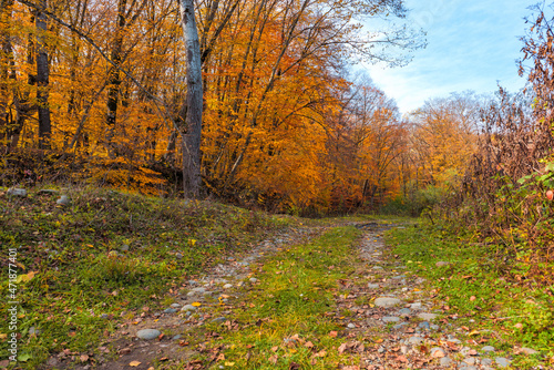 unpaved rocky road in the autumn forest
