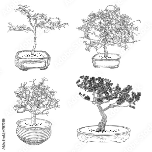 Set of Bonsai Japanese trees growing in pots and containers. Drawing from real trees. Decorative little trees in Bonsai style set, hobby. Vector.